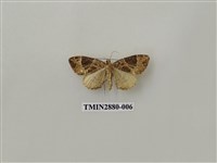 藏品(尺蛾608)的圖片